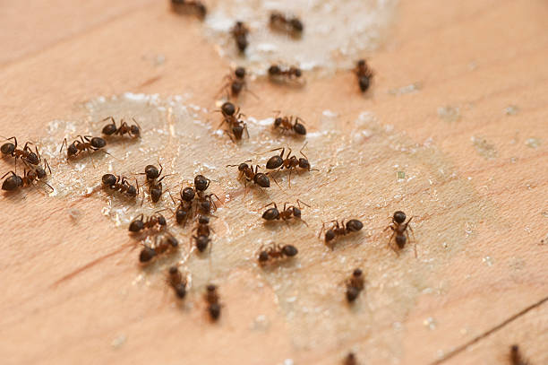 Best Emergency Pest Control  in Green Cove Springs, FL